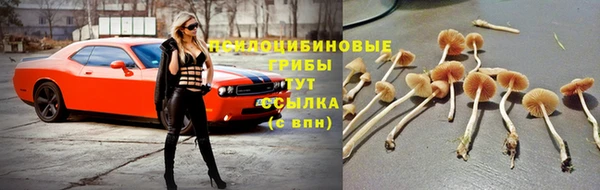 ПСИЛОЦИБИНОВЫЕ ГРИБЫ Медвежьегорск